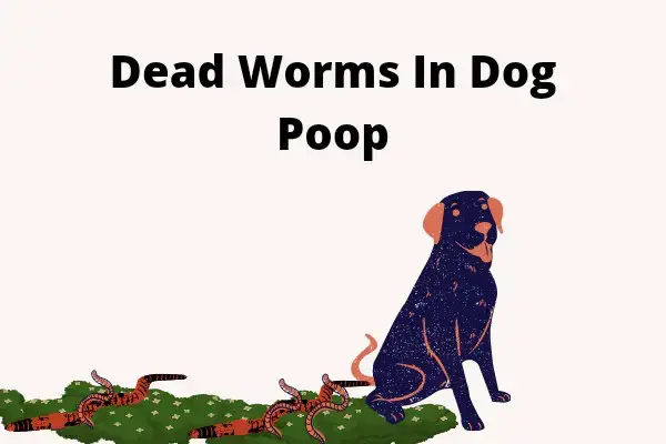 are worms in dog poop dead