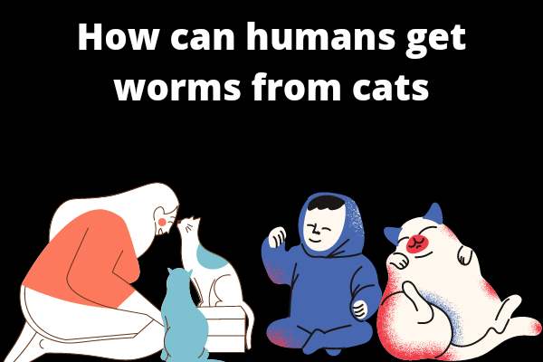 Как люди могут заразиться глистами от кошек?