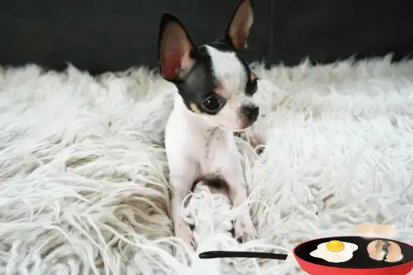 Can Chihuahuas Eat Eggs 2 Safe Ways To Feed Benefits More