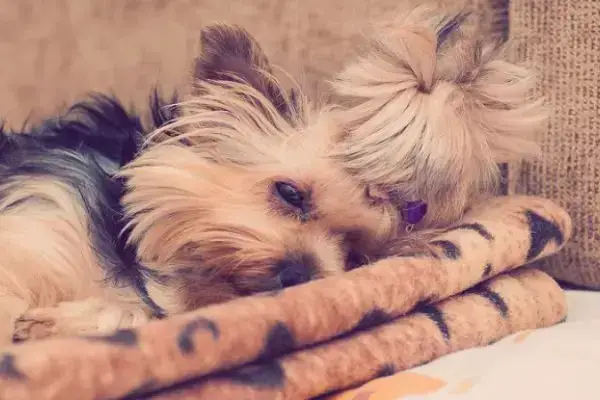 yorkie life span with diabetes