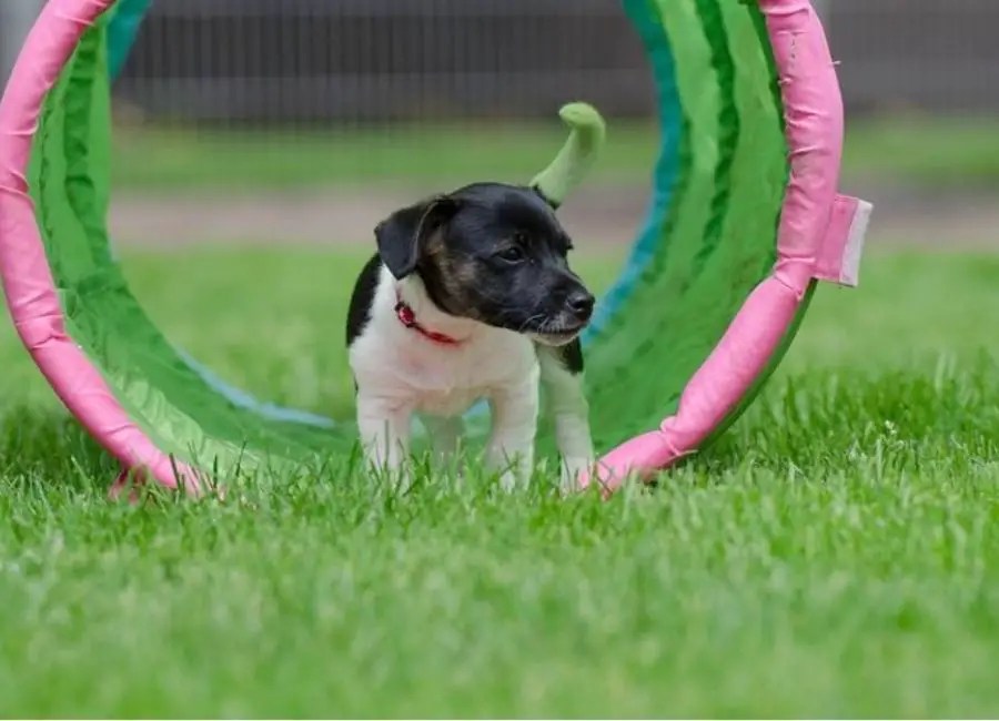 Set up a tunnel for your Jack Russell