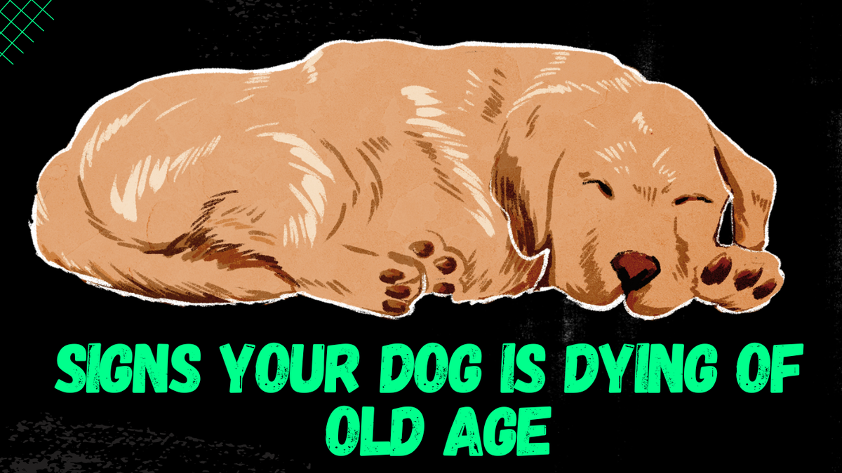 common-signs-your-dog-is-dying-of-old-age-petcreeks