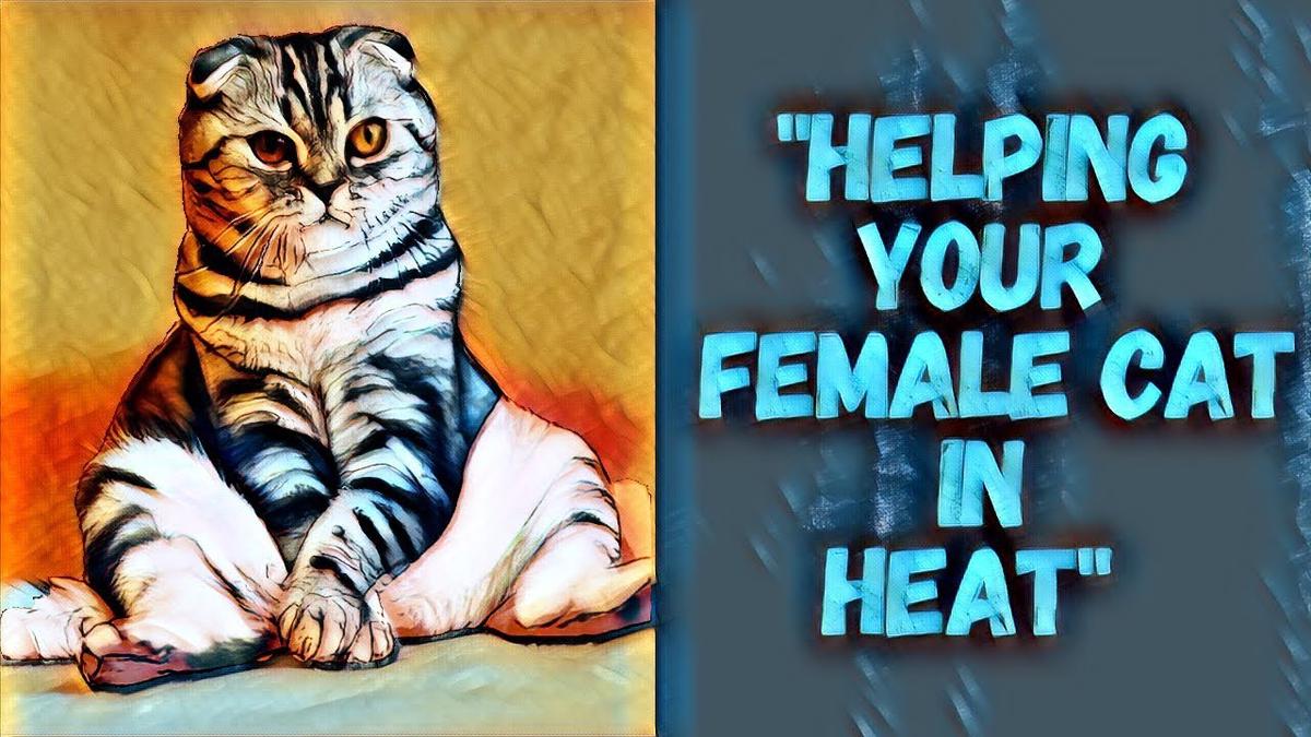 How To Help Your Female Cat In Heat 12 Helpful Tips