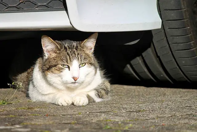 Why Cats Disappear Without a Trace Accidental Abduction - Why Cats Disappear Without a Trace