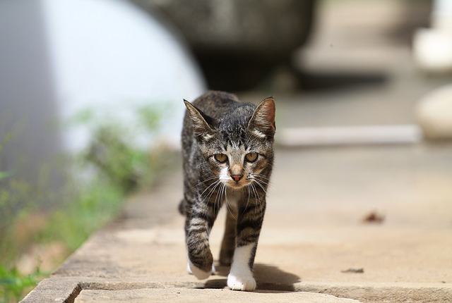 9 Reasons Why Cats Disappear Without a Trace