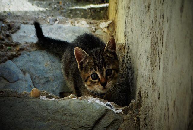 10 Best Approaches On How To Find A Lost Outdoor Cat That Works Ask around - How to Find a Lost Outdoor Cat Within Your City