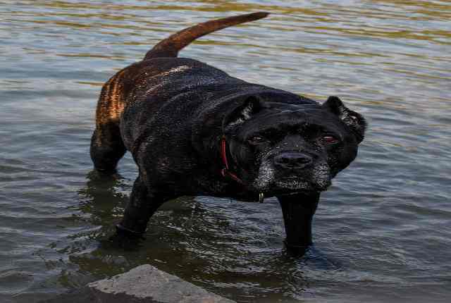 Cane Corso - Strong Dogs That Will Defeat A Wolf