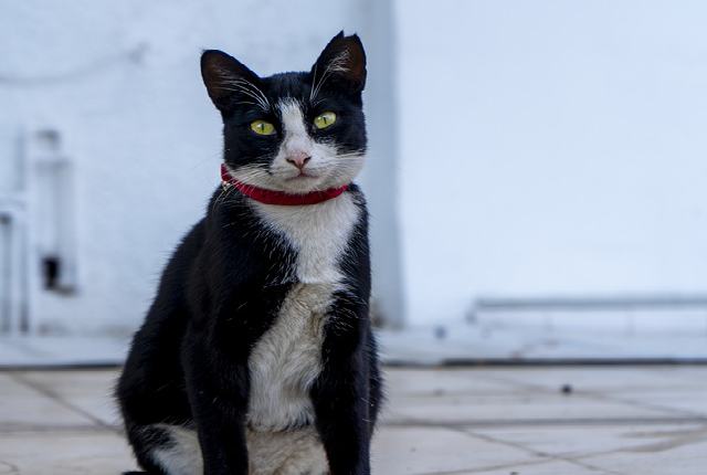 Cat affected by a parasite