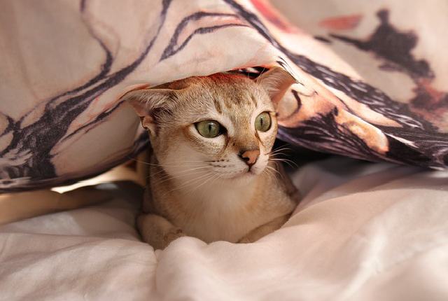 9 Top Reasons Why Cat Is Suddenly Afraid Of You Common Behaviors of a Scared Cat - Why would my cat suddenly be afraid of me