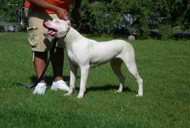 Dogo Argentino - Strong Dogs That Will Defeat A Wolf