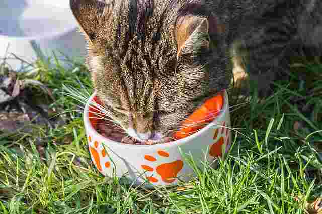 What Do Indoor Cats need: 18 Ultimate Checklist High-Quality Food - What Do Indoor Cats need