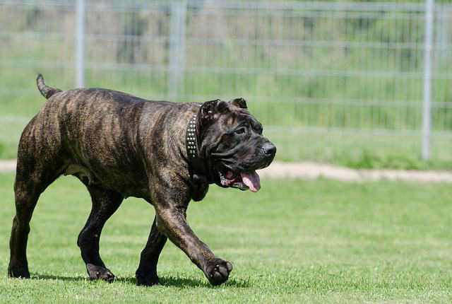 Presa Canario - Strong Dogs That Will Defeat A Wolf