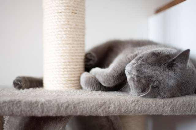 What Do Indoor Cats need: 18 Ultimate Checklist Provide a scratch post for your indoor cat - What Do Indoor Cats need