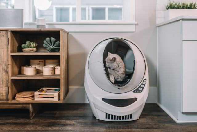 13 Tricks On How To Train A Cat To Stay Indoors Teach Your Cat How To Use The Litter Box