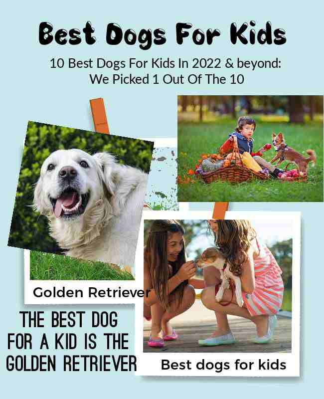 10 Best Dogs For Kids In 2021: We Picked 1 Out Of The 10 Best dogs for children