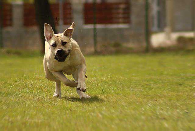Boerboel - Best Security Dogs