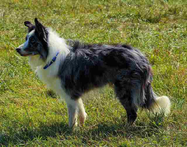 10 Best Dogs That Get Along With Cats: Experts Pick Border Collies
