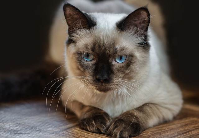 Can Obesity Be Fatal In Ragdoll Cats