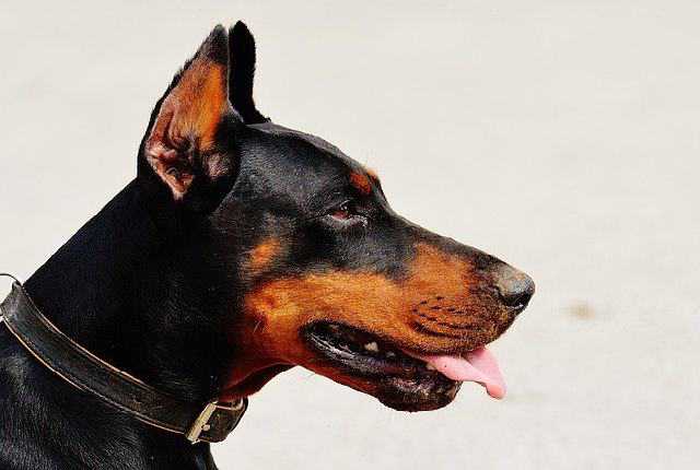 Dobermann Pinscher - Best Security Dogs