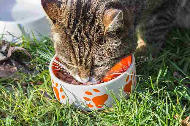 Dry Cat Food - Should I Feed My Cat Wet Or Dry Food