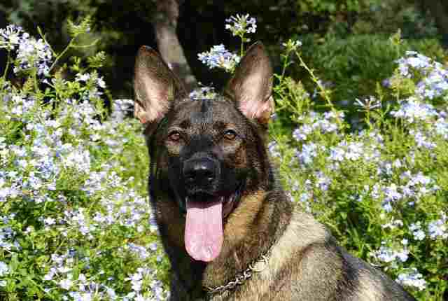 German shepherd - Best Security Dogs