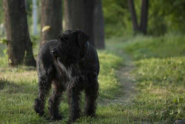 Giant Schnauzer - Best Security Dogs