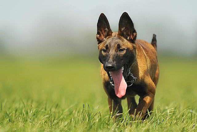 10 Best Security Dogs: Prices, Sizes, Colors & Temperaments Malinois - Best Security Dogs