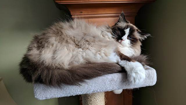 Ragdoll Shedding: A Quick Break down Ragdoll fur - Ragdoll Shedding