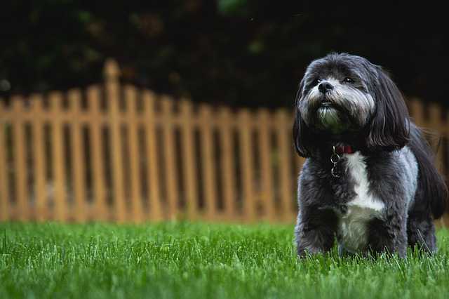 Small Backyard Ideas For Dogs