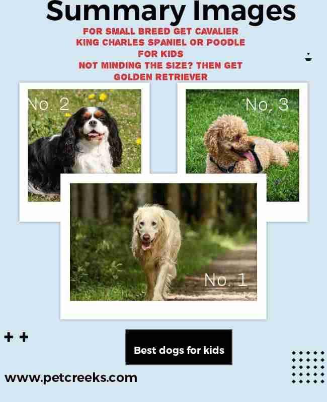 Summary card on the best dogs for kids