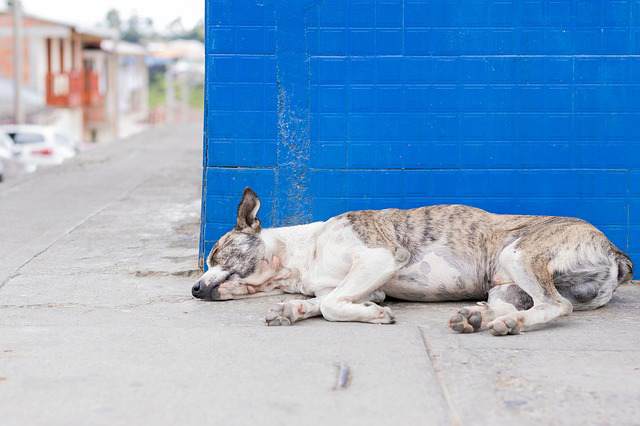 Signs of Heartworm in Dogs