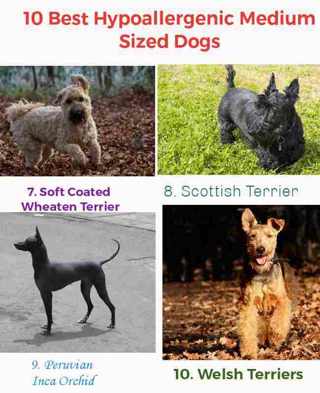 10 Best Hypoallergenic Medium Sized Dogs