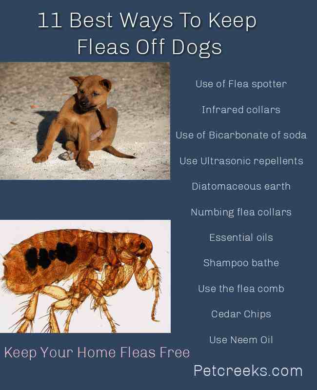 11 Best Ways To Keep Fleas Off Dogs