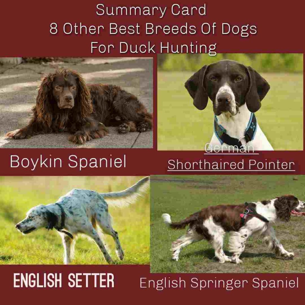 8 Other Best Breeds Of Dogs For Duck Hunting1