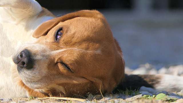 Are Seizures Common In Beagles