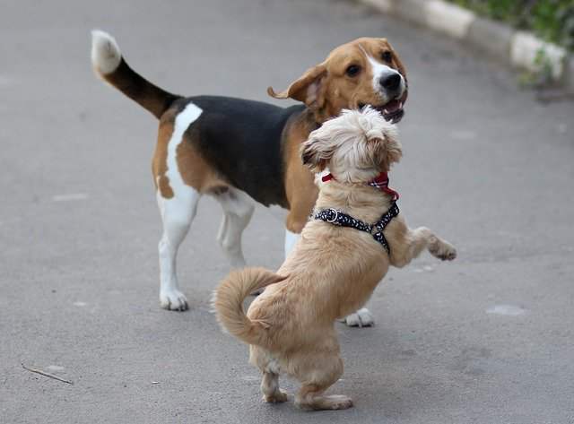 Are beagles good with other dogs