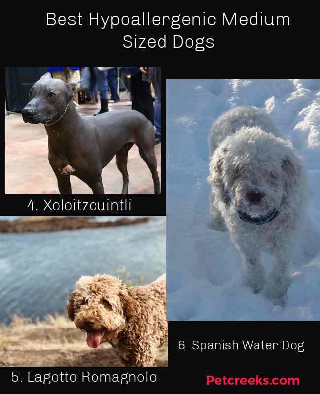 Best Hypoallergenic Medium Sized Dogs