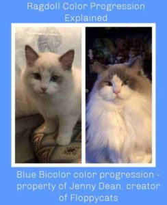 Ragdoll Color Progression [Quick Explanation With Pictures]