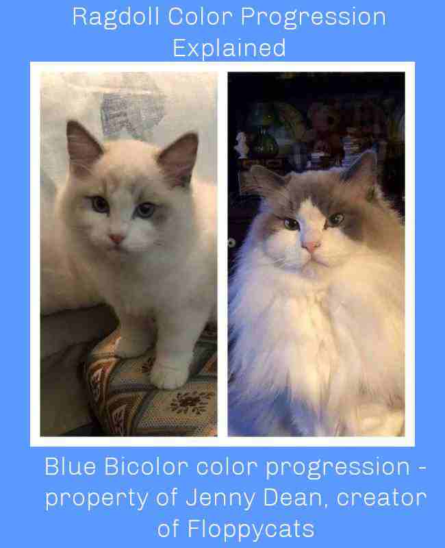 Blue Bicolor color progression