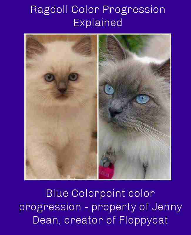Blue Colorpoint color progression