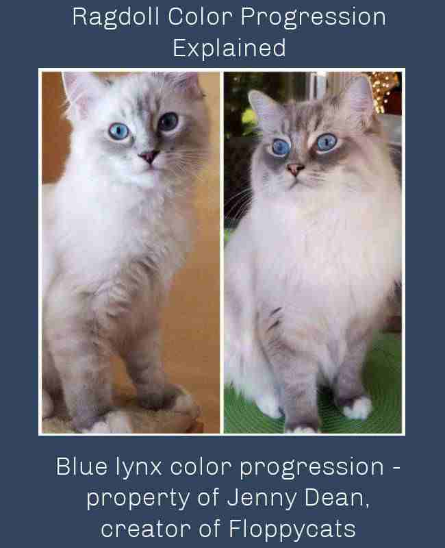 Blue lynx color progression