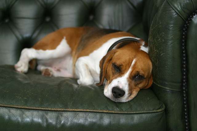 Can Beagles Be Left Alone: Things You Should Know