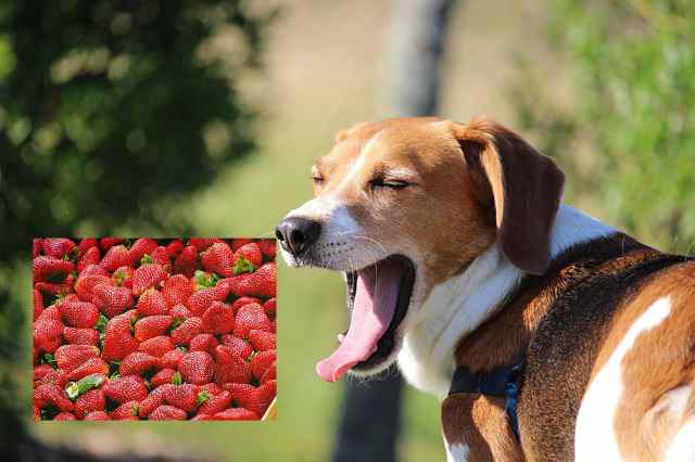 Can Beagles Eat Strawberries [How To Feed]