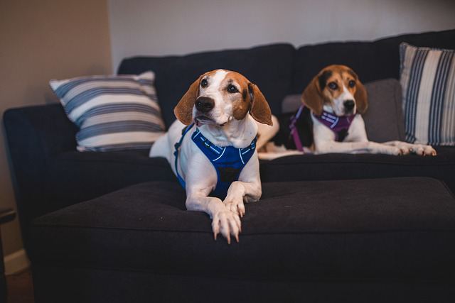 Can you leave a beagle alone for 8 hours