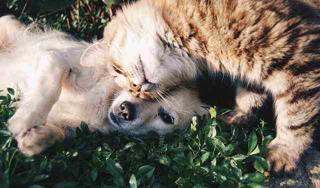 Asking Are Beagles Good With Cats? What You Should Know Preparing a Beagle to Meet The New Cat