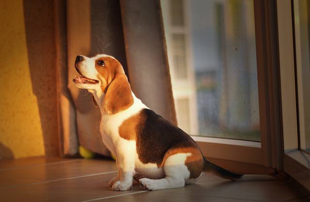 Color and Markings of Beagles