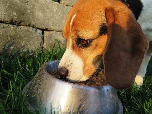 Feed Beagle high-quality food