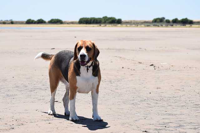 How Big Do Beagles Grow