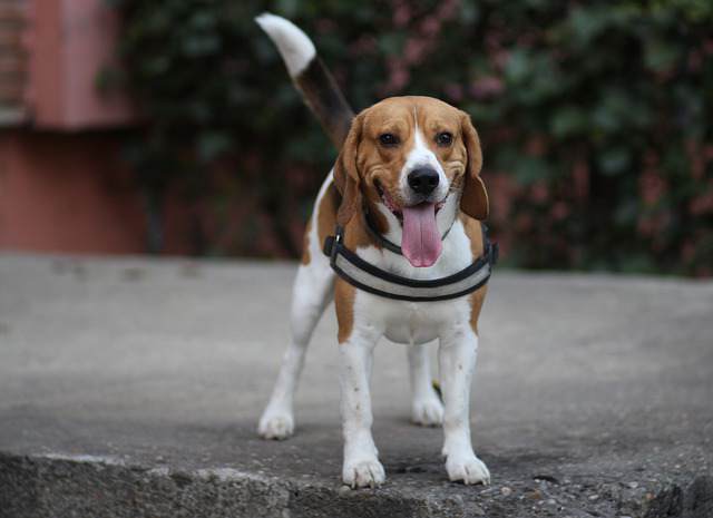 How Much Does A Beagle Cost [What Affects The Price]