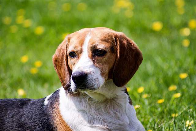 How To Keep Beagle From Shedding